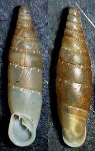 Tabella della Famiglia Clausilidae